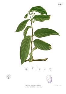 Salacia (plant) httpsuploadwikimediaorgwikipediacommonsthu