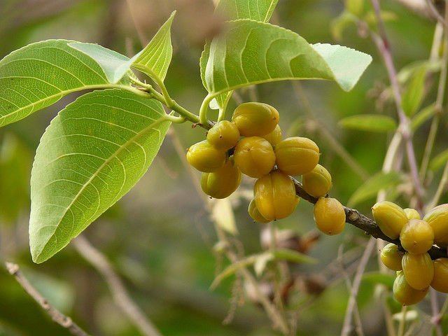 Salacia (plant) Salacia Oblonga Salacia Oblonga Suppliers and Manufacturers at
