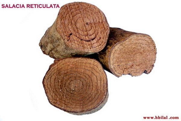 Salacia reticulata Salacia Reticulata HBCSL007 India Salacia