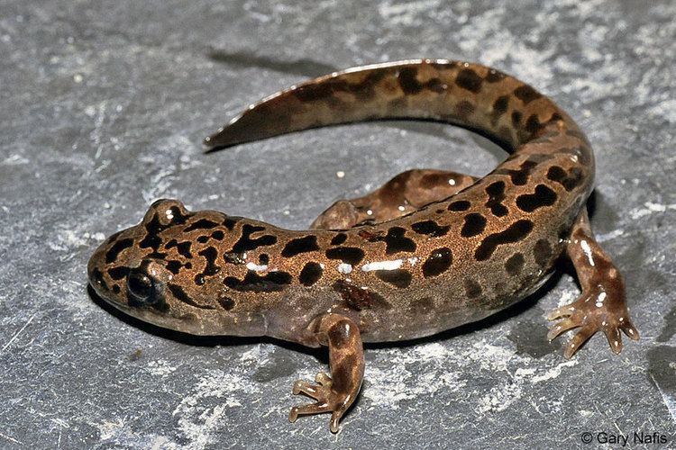 Salamander Identifying California Salamanders