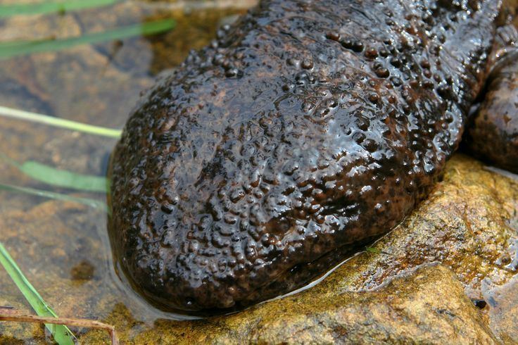 Salamanders in folklore and legend Giant Japanese Salamanders inspired the folklore legends known as