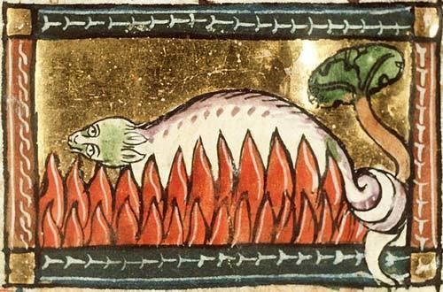 Salamanders in folklore and legend Mythical Beasts The Salamander Under the influence