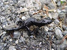 Salamandra httpsuploadwikimediaorgwikipediacommonsthu