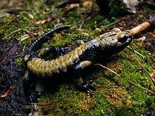 Salamandra atra aurorae httpsuploadwikimediaorgwikipediacommonsthu