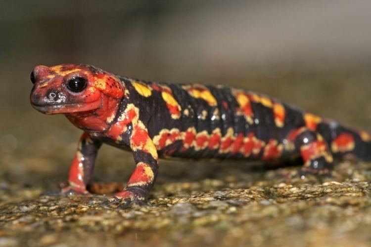 Salamandra SubspeciesUnterartenLas subespecies