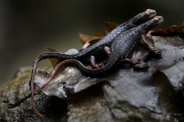 Salamandrina Salamandrina terdigitata Spectacled salamander JuzaPhoto