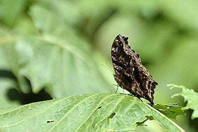Salamis (butterfly) httpsuploadwikimediaorgwikipediacommonsthu