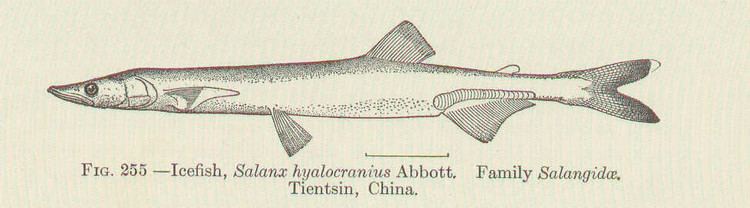 Salangidae FileFMIB 51792 Icefish Salanx hyalocranius Abbott Family