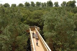 Salcey Forest Tree Top Way England