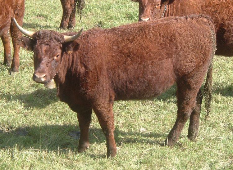 Salers (cattle) httpsuploadwikimediaorgwikipediacommons11