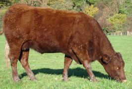 Salers (cattle) Breeds Salers The Cattle Site