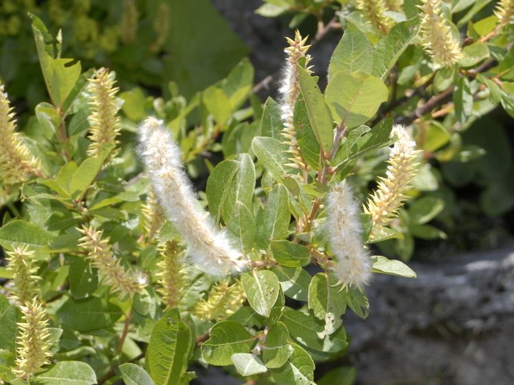 Salicaceae FileSalicaceae Salix bicolorjpg Wikimedia Commons