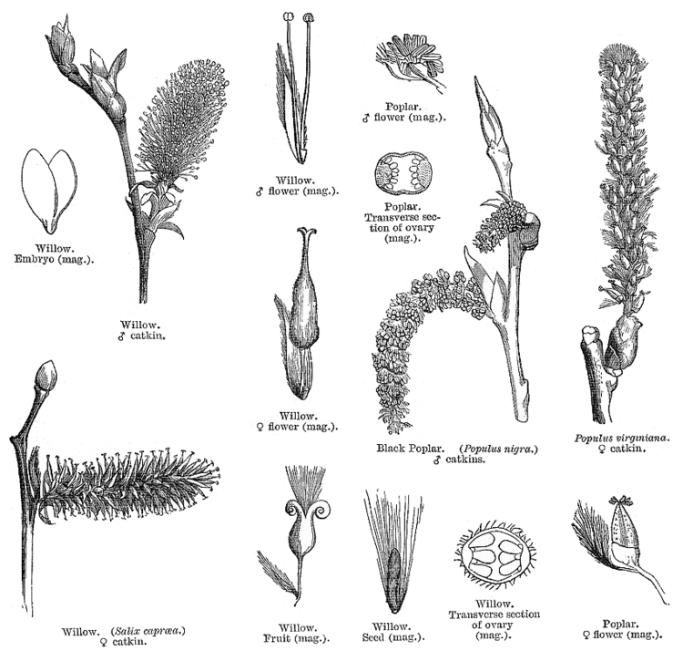 Salicaceae deltaintkeycomangioimagessalic686gif