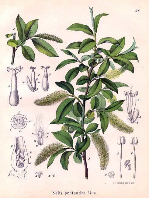 Salicaceae Salicaceae