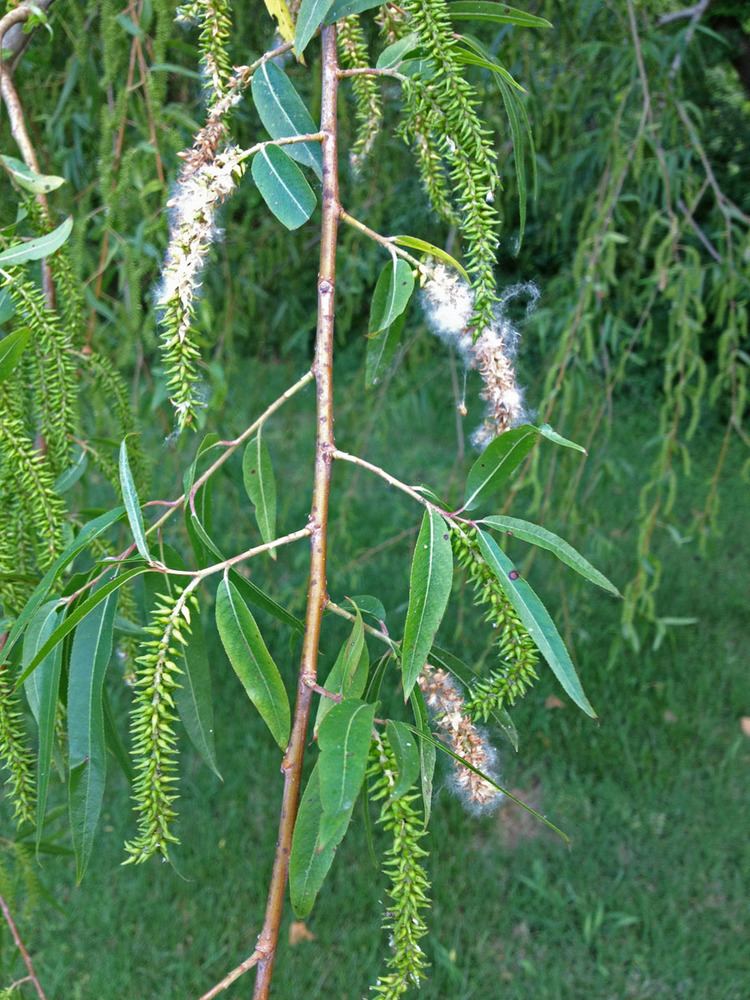 Salicaceae Salix amygdaloides Salicaceae image 48915 at PhytoImagessiuedu