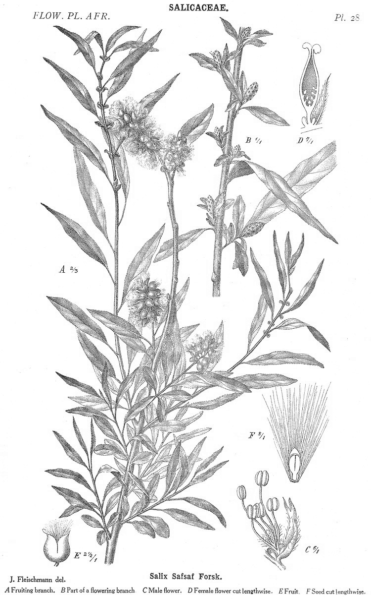 Salicaceae Angiosperm families Salicaceae Mirbel