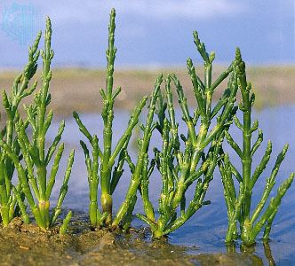 Salicornia glasswort plant Britannicacom