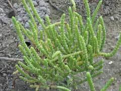 Salicornia bigelovii Salicornia bigelovii Dwarf Glasswort Dwarf saltwort PFAF Plant Database