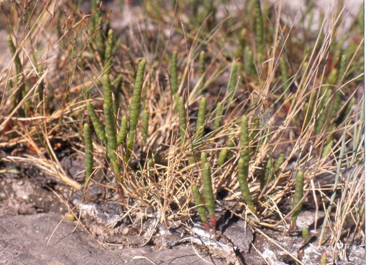Salicornia bigelovii Salicornia bigelovii dwarf glasswort Go Botany