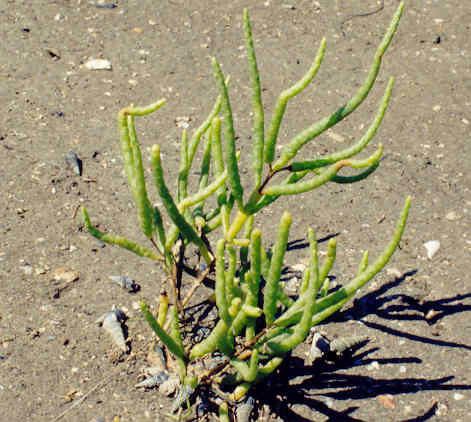Salicornia bigelovii Pickleweed