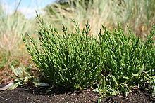 Salicornia europaea httpsuploadwikimediaorgwikipediacommonsthu