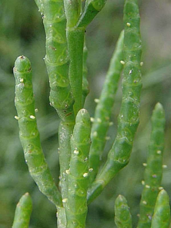 Salicornia europaea Salicornia europaea Common Glasswort World of Succulents