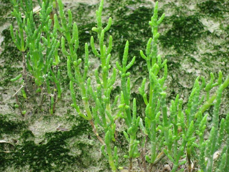Salicornia europaea FileSalicornia europaea 1 by Line1JPG Wikimedia Commons