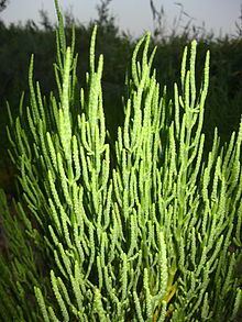 Salicornia httpsuploadwikimediaorgwikipediacommonsthu