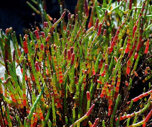 Salicornia virginica Flickriver Photoset 39Salicornia virginica Pickleweed39 by pete