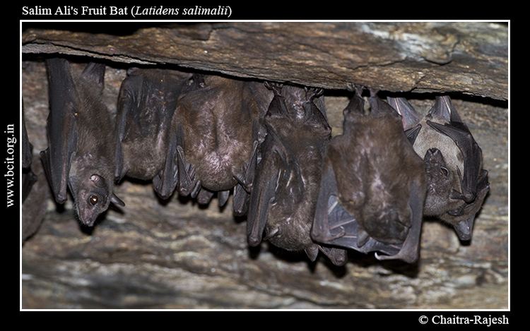 Salim Ali's fruit bat batconservationindiaorgindexphpviewimageampform