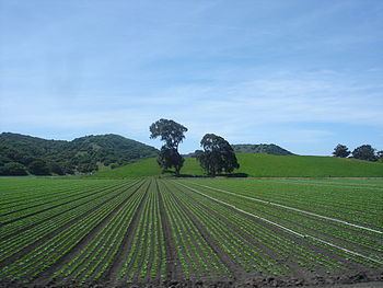 Salinas Valley httpsuploadwikimediaorgwikipediacommonsthu