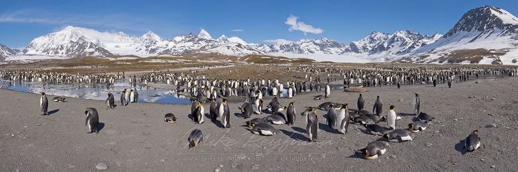 Salisbury Plain, South Georgia King Penguins Aptenodytes patagonicus Salisbury Plain South