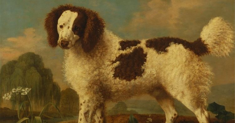 Salish Wool Dog These Strange Extinct Dog Breeds Are Rarely Talked About But