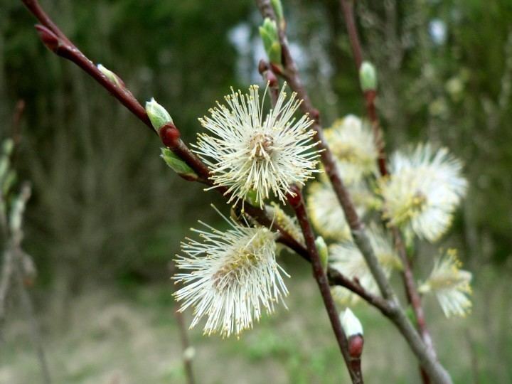 Salix acutifolia httpsuploadwikimediaorgwikipediacommons88