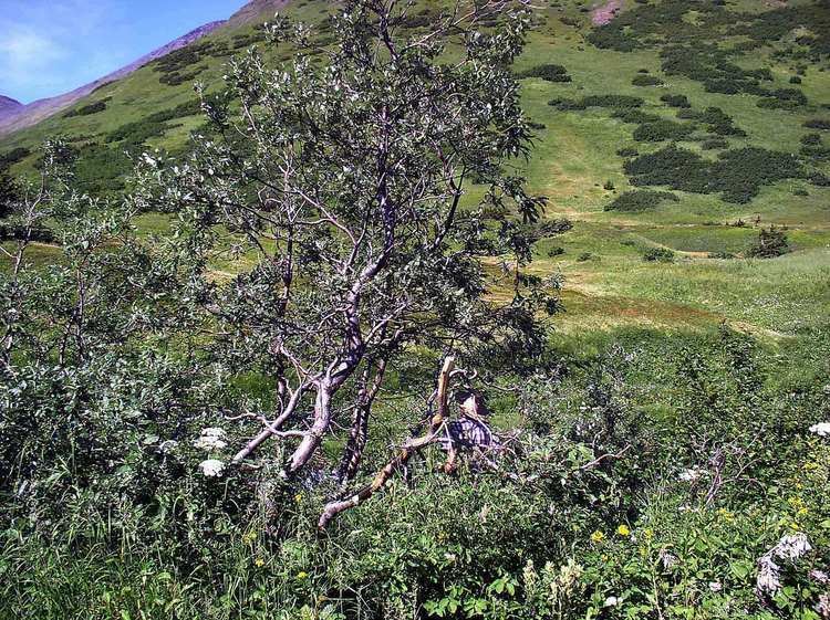 Salix alaxensis Salix