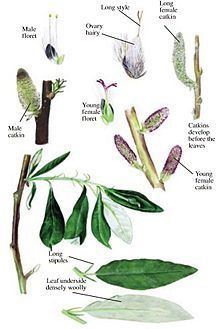 Salix alaxensis httpsuploadwikimediaorgwikipediacommonsthu