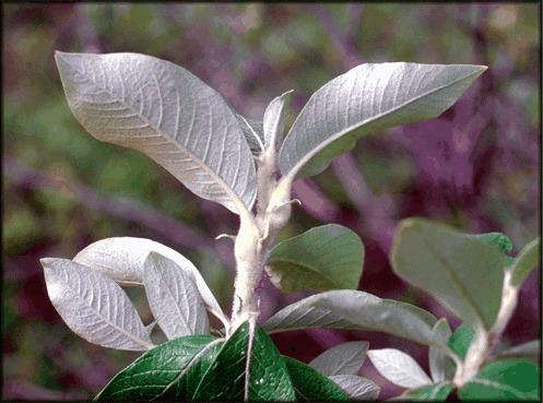 Salix alaxensis Flora of the Canadian Arctic Archipelago Salix alaxensis
