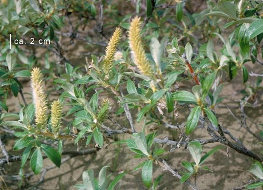 Salix alaxensis Salix alaxensis