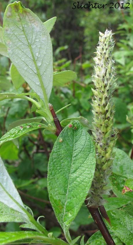 Salix alaxensis Alaska Willow Felt Leaf Willow Salix alaxensis