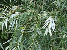 Salix alba httpsuploadwikimediaorgwikipediacommonsthu