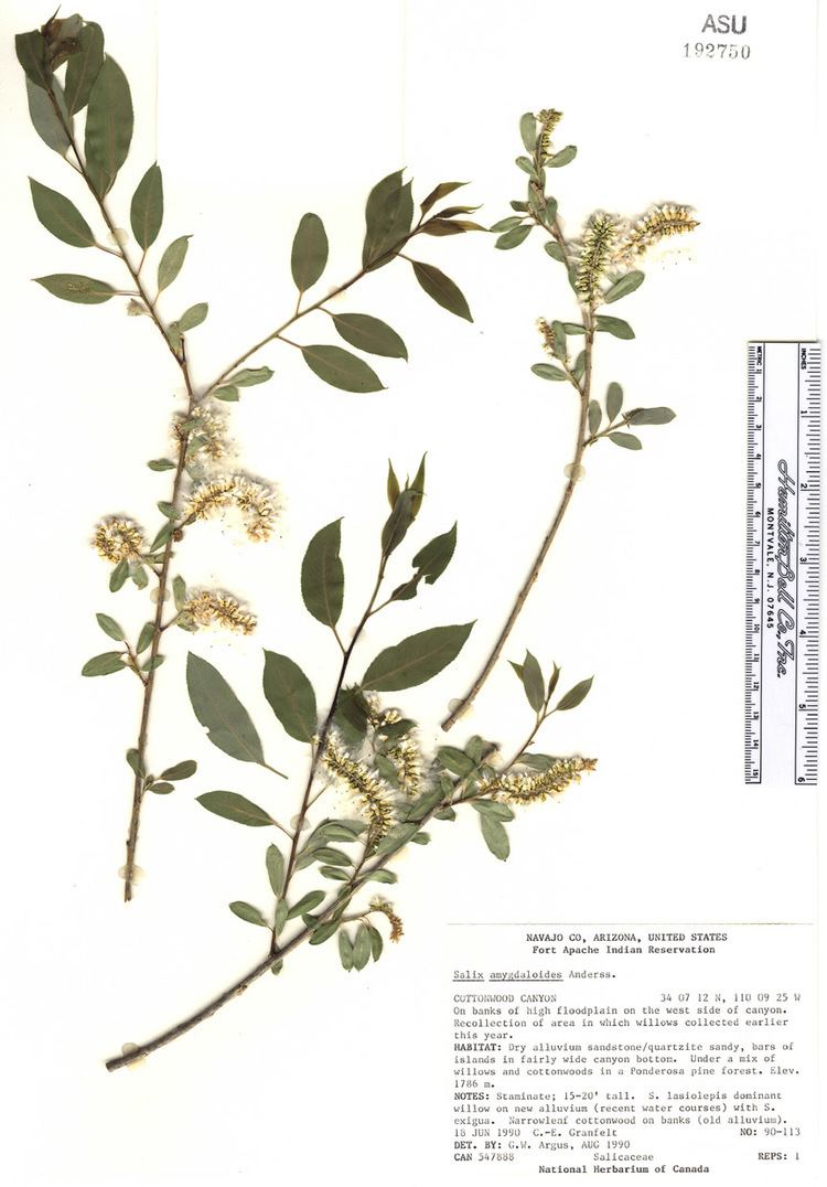 Salix amygdaloides woodyplantswdfilescomlocalfilessalixamygdal