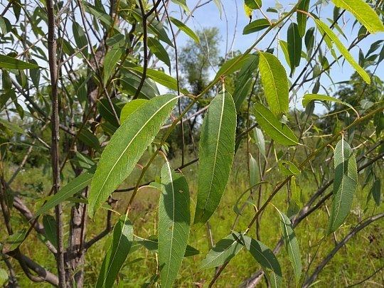 Salix amygdaloides PeachLeaved Willow Salix amygdaloides