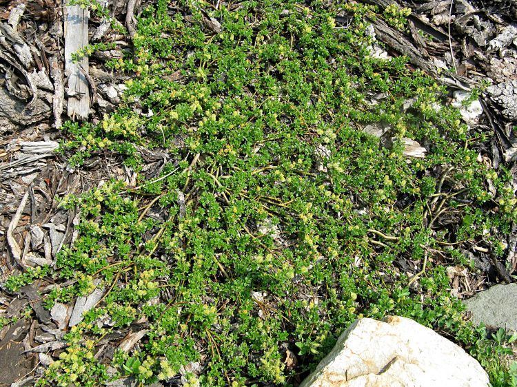 Salix arbuscula Image Salix arbuscula Mountain Willow BioLibcz