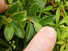 Salix arbuscula httpsuploadwikimediaorgwikipediacommonsthu