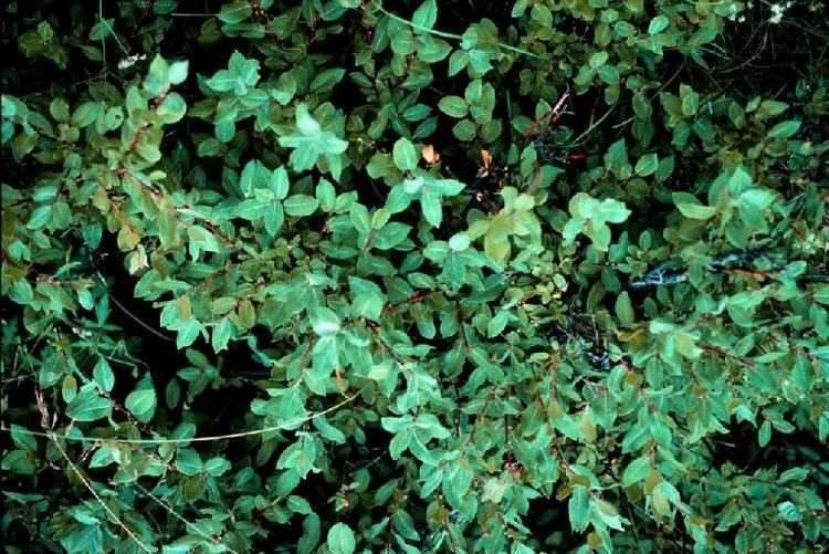 Salix arizonica nmrareplantsunmeduphotoimagesimagessalarih3jpg