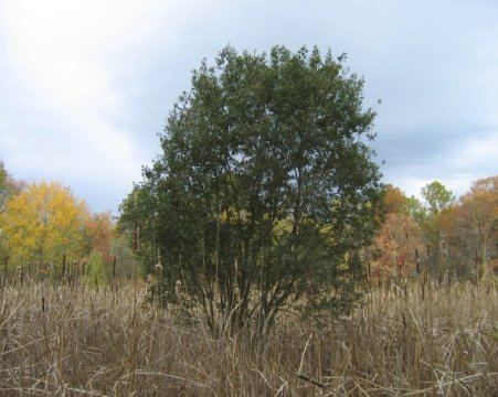 Salix atrocinerea A Zinovjev I Kadis Salix atrocinerea and related willows in