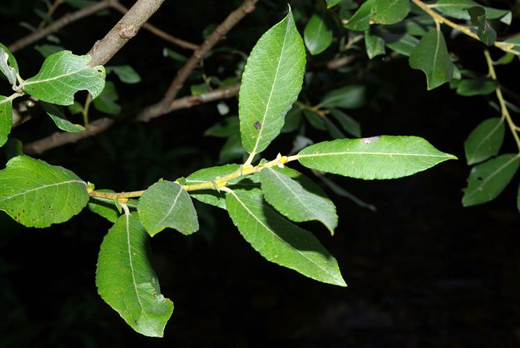 Salix atrocinerea FileSalix atrocinerea 01 bydpcjpg Wikimedia Commons