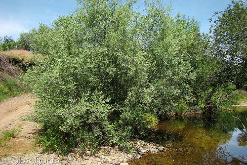 Salix atrocinerea Grey Willow Salix atrocinerea iNaturalistorg
