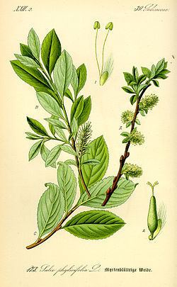Salix bicolor httpsuploadwikimediaorgwikipediacommonsthu