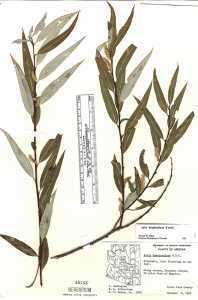 Salix bonplandiana hasbrouckasueduimglibseinetSalicaceaeherbari